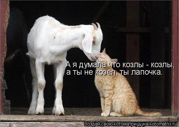 Котоматрица: А я думала что козлы - козлы, а ты не козёл, ты лапочка.