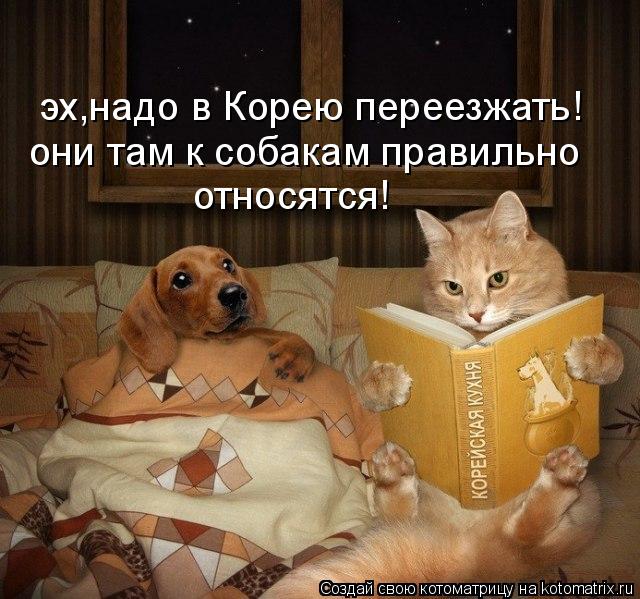 Котоматрица: эх,надо в Корею переезжать! они там к собакам правильно  относятся!