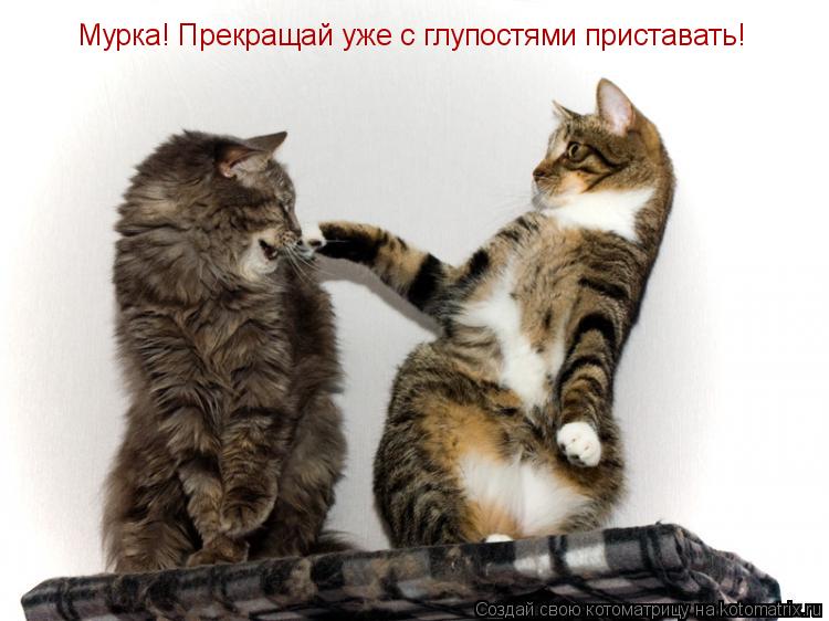 Котоматрица: Мурка! Прекращай уже с глупостями приставать!
