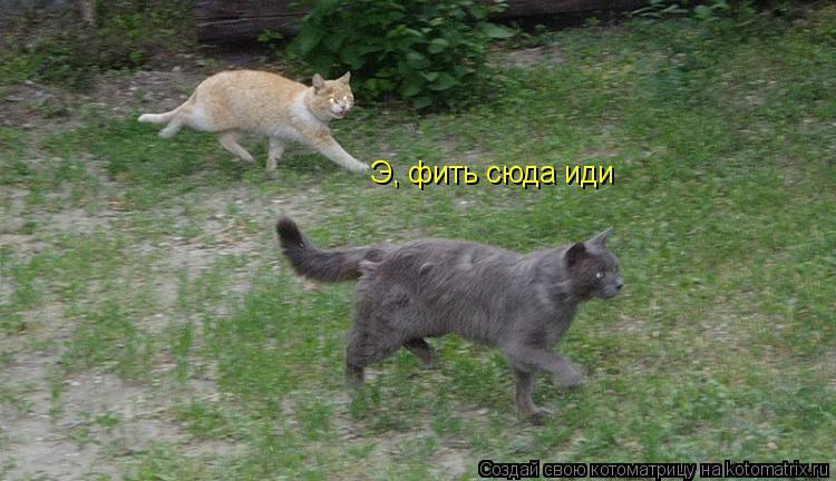 Котоматрица: Э, фить сюда иди