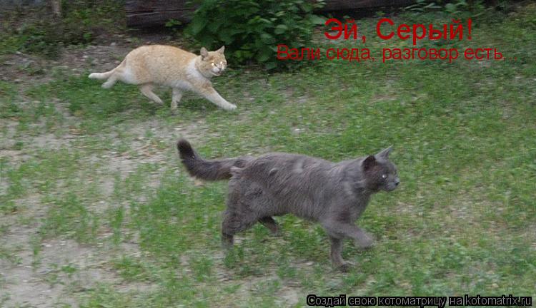 Котоматрица: Эй, Серый! Вали сюда, разговор есть...