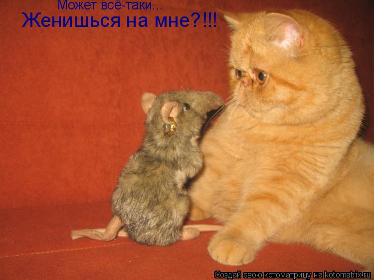 Котоматрица: Может всё-таки... Женишься на мне?!!!