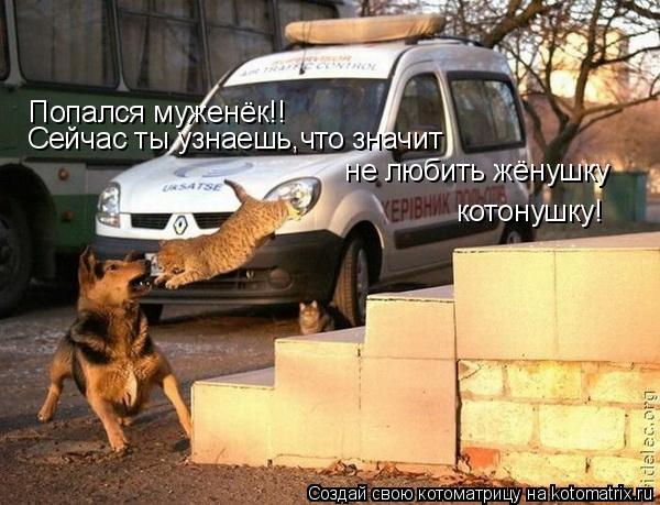 Котоматрица: Попался муженёк!!  Сейчас ты узнаешь,что значит  котонушку!  не любить жёнушку