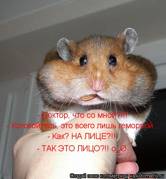 Котоматрица: - Доктор, что со мной?!!! - Успокойтесь, это всего лишь геморрой... - Как? НА ЛИЦЕ?!! - ТАК ЭТО ЛИЦО?!! о_О