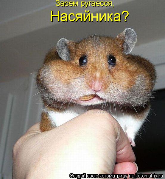 Котоматрица: Засем ругаесся,  Насяйника?