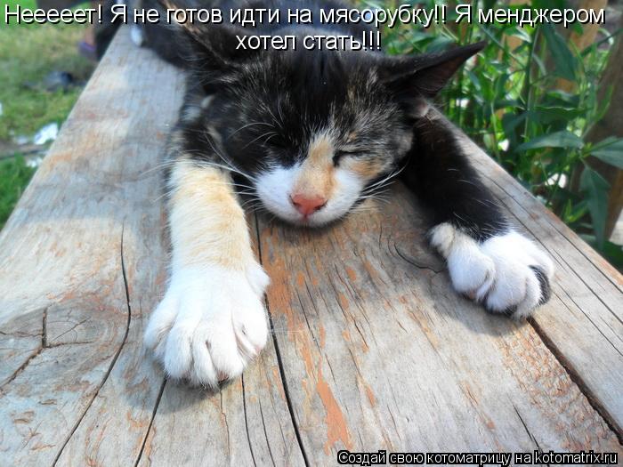 Котоматрица: Нееееет! Я не готов идти на мясорубку!! Я менджером  хотел стать!!!