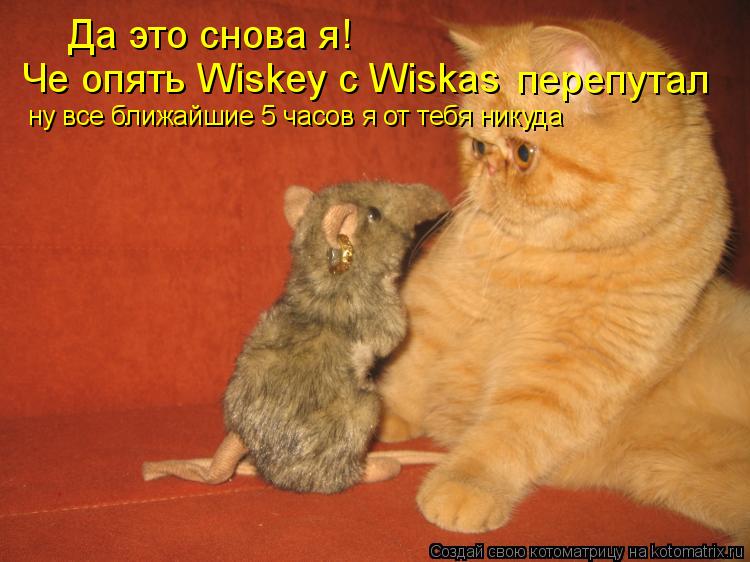 Котоматрица: Да это снова я! Че опять Wiskey c Wiskas перепутал ну все ближайшие 5 часов я от тебя никуда