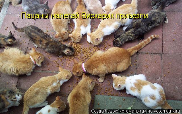 Котоматрица: Пацаны налетай Вискарик привезли