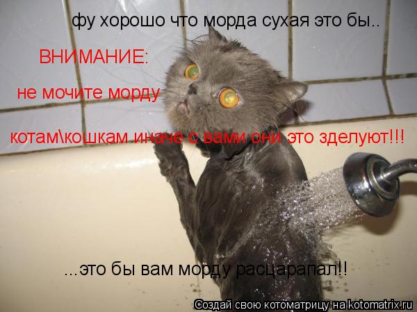 Котоматрица: фу хорошо что морда сухая это бы.. ...это бы вам морду расцарапал!! ВНИМАНИЕ: не мочите морду котам\кошкам иначе с вами они это зделуют!!!