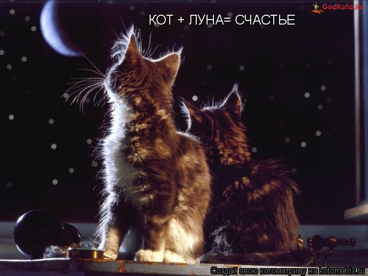Котоматрица: КОТ + ЛУНА= СЧАСТЬЕ