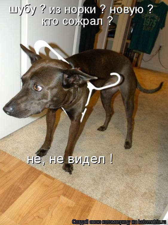 Котоматрица: шубу ? из норки ? новую ? кто сожрал ? не, не видел !