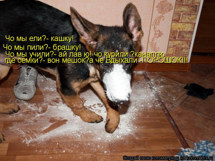 Котоматрица: Чо мы ели?- кашку! Чо мы пили?- брашку! Чо мы учили?- ай лав ю! чо курили ?канаплю где семки?- вон мешок?а че Вдыхали -ПОРОШОК!!!