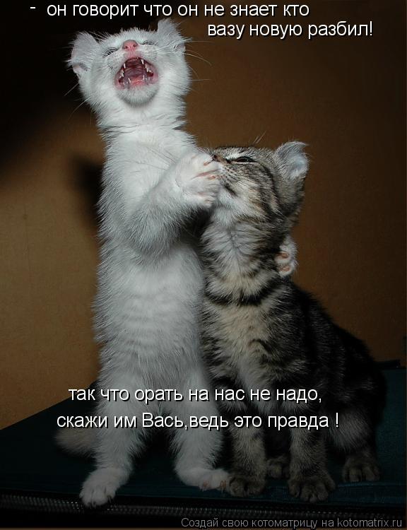 Котоматрица: он говорит что он не знает кто  вазу новую разбил! - так что орать на нас не надо, скажи им Вась,ведь это правда !