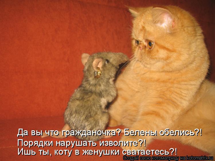 Котоматрица: Да вы что гражданочка? Белены обелись?! Порядки нарушать изволите?! Ишь ты, коту в женушки сватаетесь?!