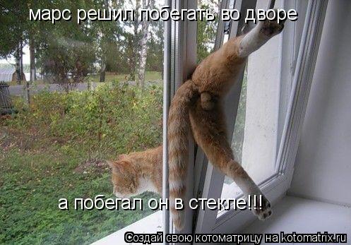 Котоматрица: марс решил побегать во дворе а побегал он в стекле!!!