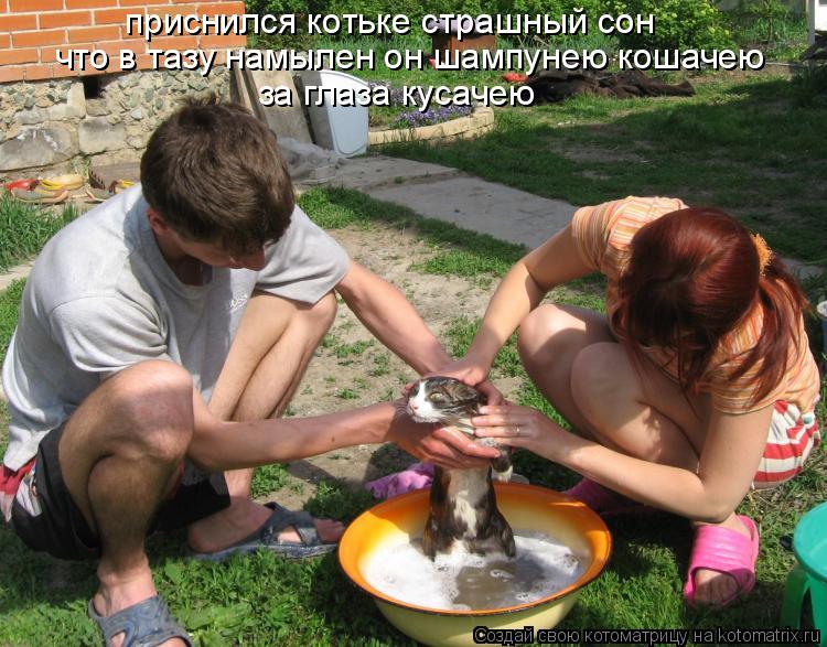 Котоматрица: приснился котьке страшный сон что в тазу намылен он шампунею кошачею за глаза кусачею