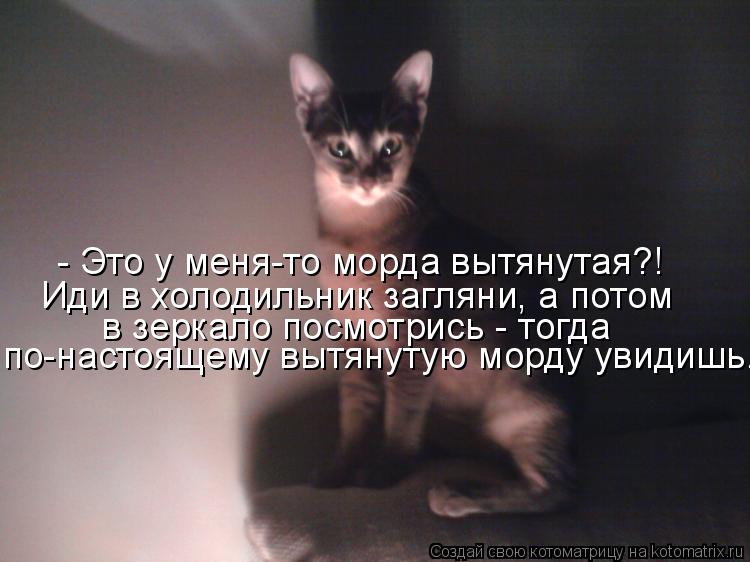 Котоматрица: - Это у меня-то морда вытянутая?! Иди в холодильник загляни, а потом в зеркало посмотрись - тогда по-настоящему вытянутую морду увидишь...