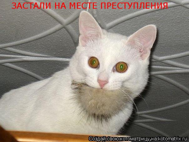 Котоматрица: ЗАСТАЛИ НА МЕСТЕ ПРЕСТУПЛЕНИЯ