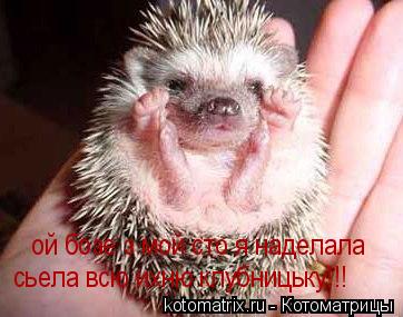 ой бозе з мой сто я наделала сьела всю ихню клубницьку!!!... Котоматрица: ой бозе з мой сто я наделала сьела всю ихню клубницьку!!!