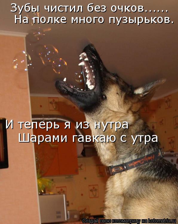 Зубы чистил без очков...... На полке много пузырьков. И теперь я из нутра Шарами гавкаю с утра... Котоматрица: Зубы чистил без очков...... На полке много пузырьков. И теперь я из нутра Шарами гавкаю с утра