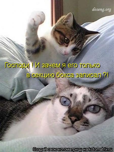 Господи ! И зачем я его только в секцию бокса записал ?!... Котоматрица: Господи ! И зачем я его только в секцию бокса записал ?!