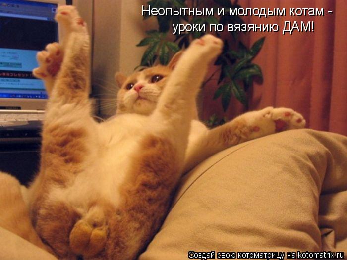 уроки по вязянию ДАМ! Неопытным и молодым котам -... Котоматрица: уроки по вязянию ДАМ! Неопытным и молодым котам -