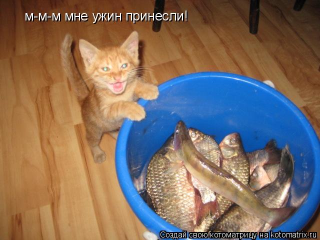 м-м-м мне ужин принесли!... Котоматрица: м-м-м мне ужин принесли!