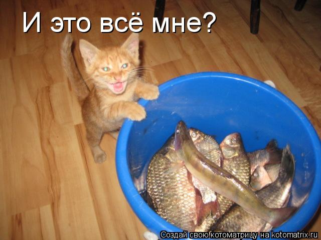 И это всё мне?... Котоматрица: И это всё мне?