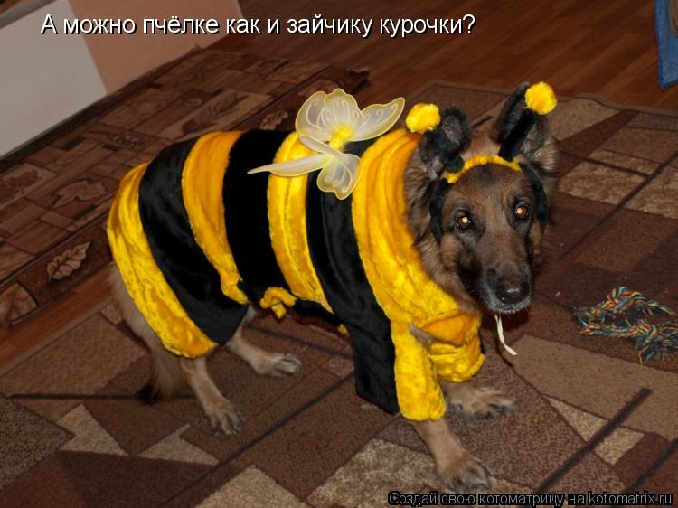 А можно пчёлке как и зайчику курочки?... Котоматрица: А можно пчёлке как и зайчику курочки?