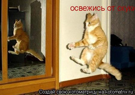 освежись от скуки!!!... Котоматрица: освежись от скуки!!!