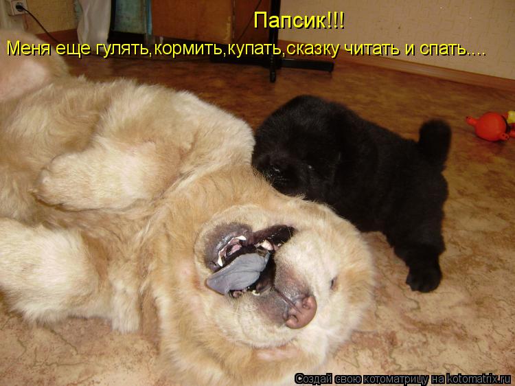 Папсик!!! Меня еще гулять,кормить,купать,сказку читать и спать....... Котоматрица: Папсик!!! Меня еще гулять,кормить,купать,сказку читать и спать....
