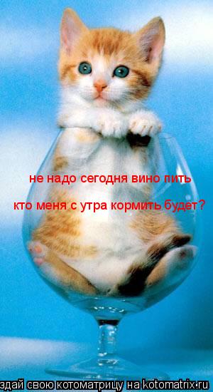 не надо сегодня вино пить кто меня с утра кормить будет?... Котоматрица: не надо сегодня вино пить кто меня с утра кормить будет?