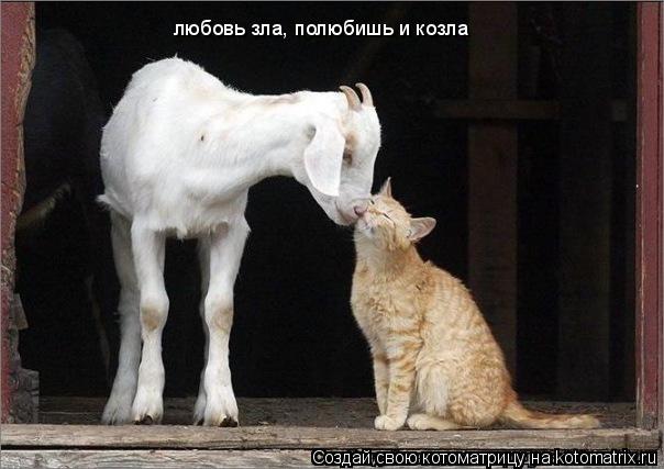 любовь зла, полюбишь и козла... Котоматрица: любовь зла, полюбишь и козла