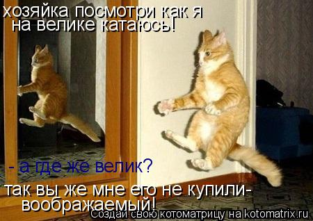 хозяйка посмотри как я на велике катаюсь! - а где же велик? так вы же мне его не купили- воображаемый... Котоматрица: хозяйка посмотри как я на велике катаюсь! - а где же велик? так вы же мне его не купили- воображаемый!