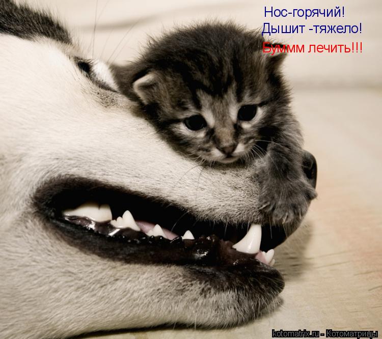 Нос-горячий! Дышит -тяжело! Буммм лечить!!!... Котоматрица: Нос-горячий! Дышит -тяжело! Буммм лечить!!!