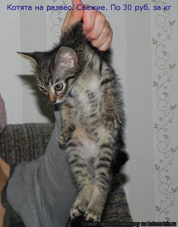 Котята на развес. Свежие. По 30 руб. за кг... Котоматрица: Котята на развес. Свежие. По 30 руб. за кг
