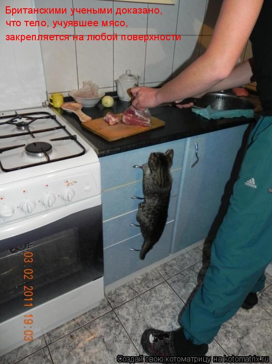 Британскими учеными доказано, что тело, учуявшее мясо, закрепляется на любой поверхности... Котоматрица: Британскими учеными доказано, что тело, учуявшее мясо, закрепляется на любой поверхности