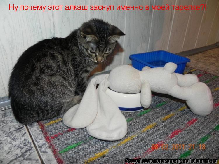 Ну почему этот алкаш заснул именно в моей тарелке?!... Котоматрица: Ну почему этот алкаш заснул именно в моей тарелке?!