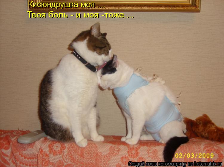 Кисюндрушка моя .... Твоя боль - и моя -тоже....... Котоматрица: Кисюндрушка моя .... Твоя боль - и моя -тоже....