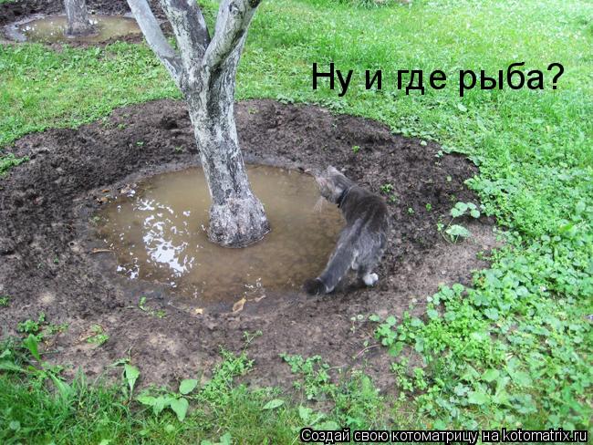 Ну и где рыба?... Котоматрица: Ну и где рыба?