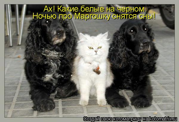 Ах! Какие белые на черном Ночью про Маргошку снятся сны!... Котоматрица: Ах! Какие белые на черном Ночью про Маргошку снятся сны!