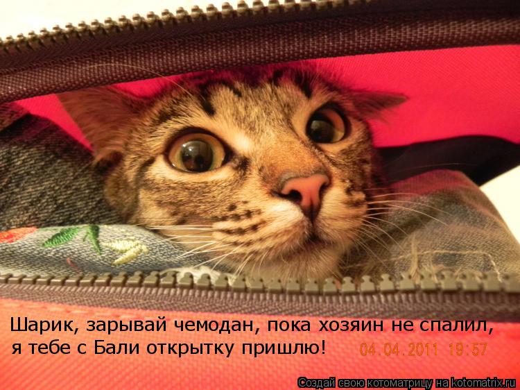 Шарик, зарывай чемодан, пока хозяин не спалил, я тебе с Бали открытку пришлю!... Котоматрица: Шарик, зарывай чемодан, пока хозяин не спалил, я тебе с Бали открытку пришлю!