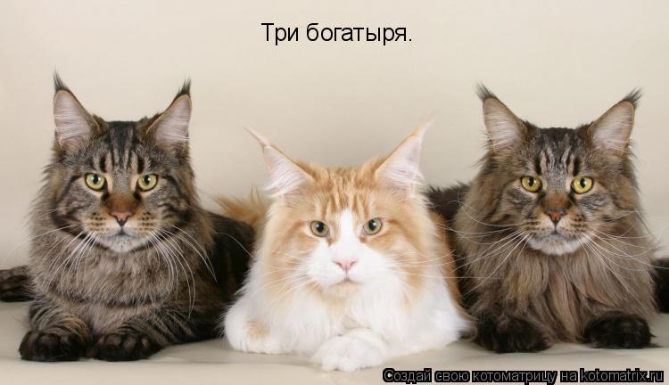 Три богатыря.... Котоматрица: Три богатыря.