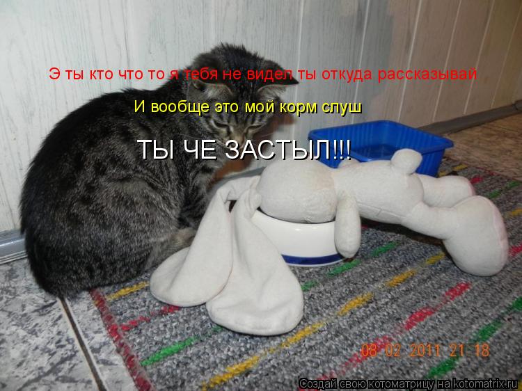 Э ты кто что то я тебя не видел ты откуда рассказывай И вообще это мой корм слуш ТЫ ЧЕ ЗАСТЫЛ!!!... Котоматрица: Э ты кто что то я тебя не видел ты откуда рассказывай И вообще это мой корм слуш ТЫ ЧЕ ЗАСТЫЛ!!!