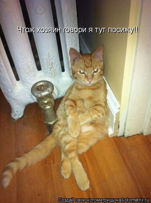 Чтож хозяин говори я тут посижу!!... Котоматрица: Чтож хозяин говори я тут посижу!!