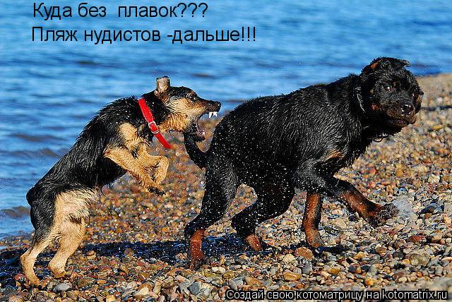 Куда без плавок??? Пляж нудистов -дальше!!!... Котоматрица: Куда без плавок??? Пляж нудистов -дальше!!!