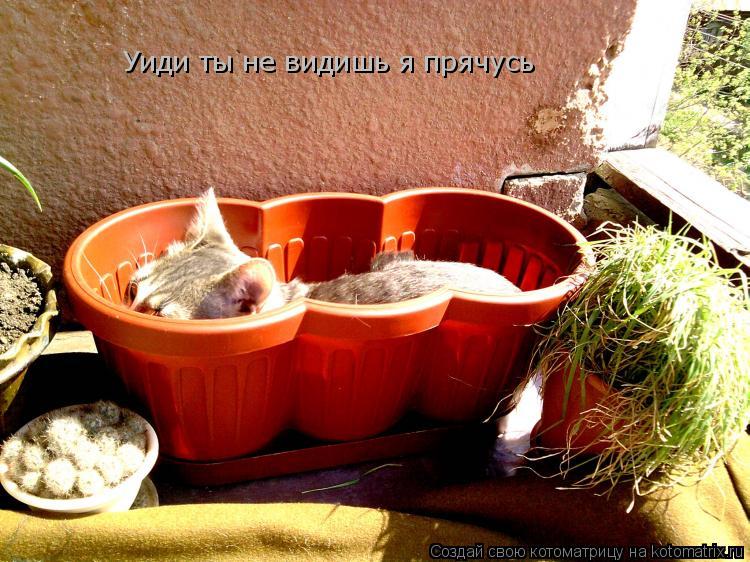 Уиди ты не видишь я прячусь... Котоматрица: Уиди ты не видишь я прячусь