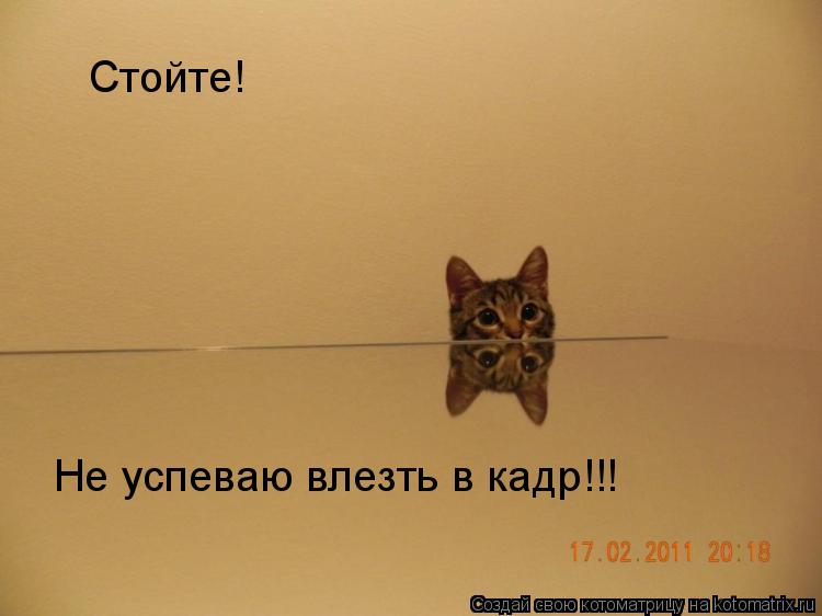 Стойте! Не успеваю влезть в кадр!!!... Котоматрица: Стойте! Не успеваю влезть в кадр!!!