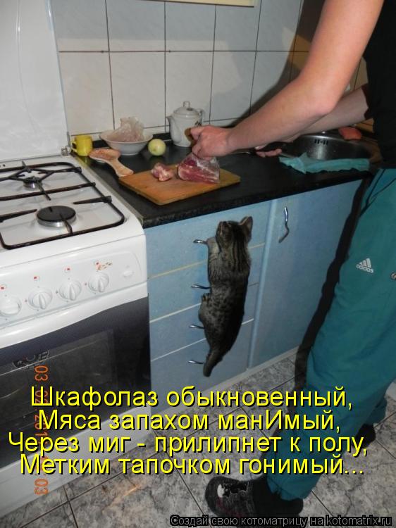 Шкафолаз обыкновенный, Мяса запахом манИмый, Через миг - прилипнет к полу, Метким тапочком гонимый...... Котоматрица: Шкафолаз обыкновенный, Мяса запахом манИмый, Через миг - прилипнет к полу, Метким тапочком гонимый...