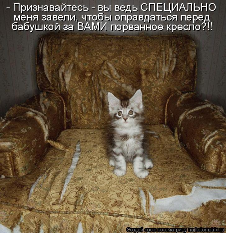 - Признавайтесь - вы ведь СПЕЦИАЛЬНО меня завели, чтобы оправдаться перед бабушкой за ВАМИ порванное ... Котоматрица: - Признавайтесь - вы ведь СПЕЦИАЛЬНО меня завели, чтобы оправдаться перед бабушкой за ВАМИ порванное кресло?!!